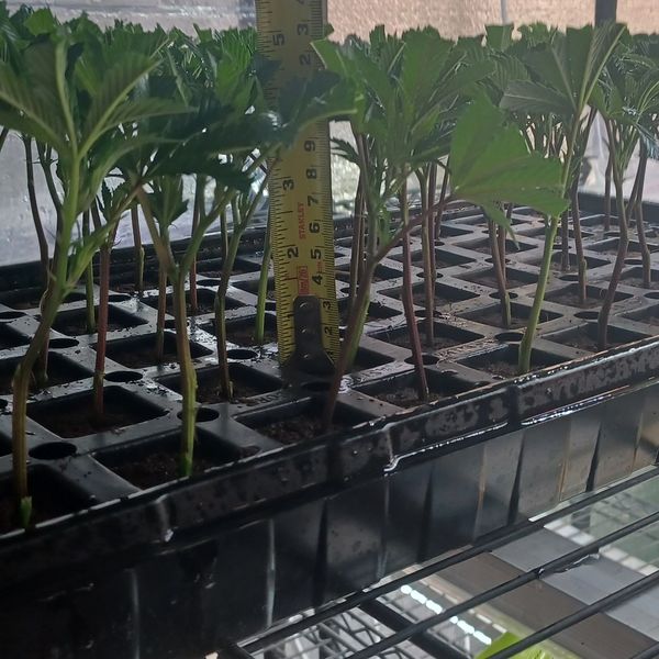 Greenhouse nursery shelving with seedlings