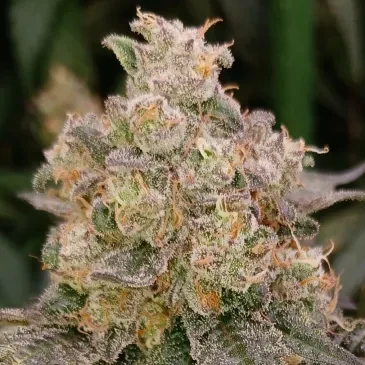 Cannabis plant gallery 4