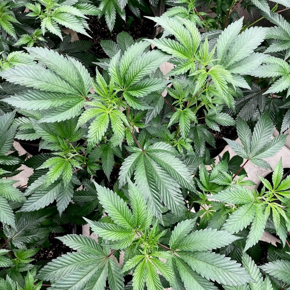 Cannabis plant gallery 5