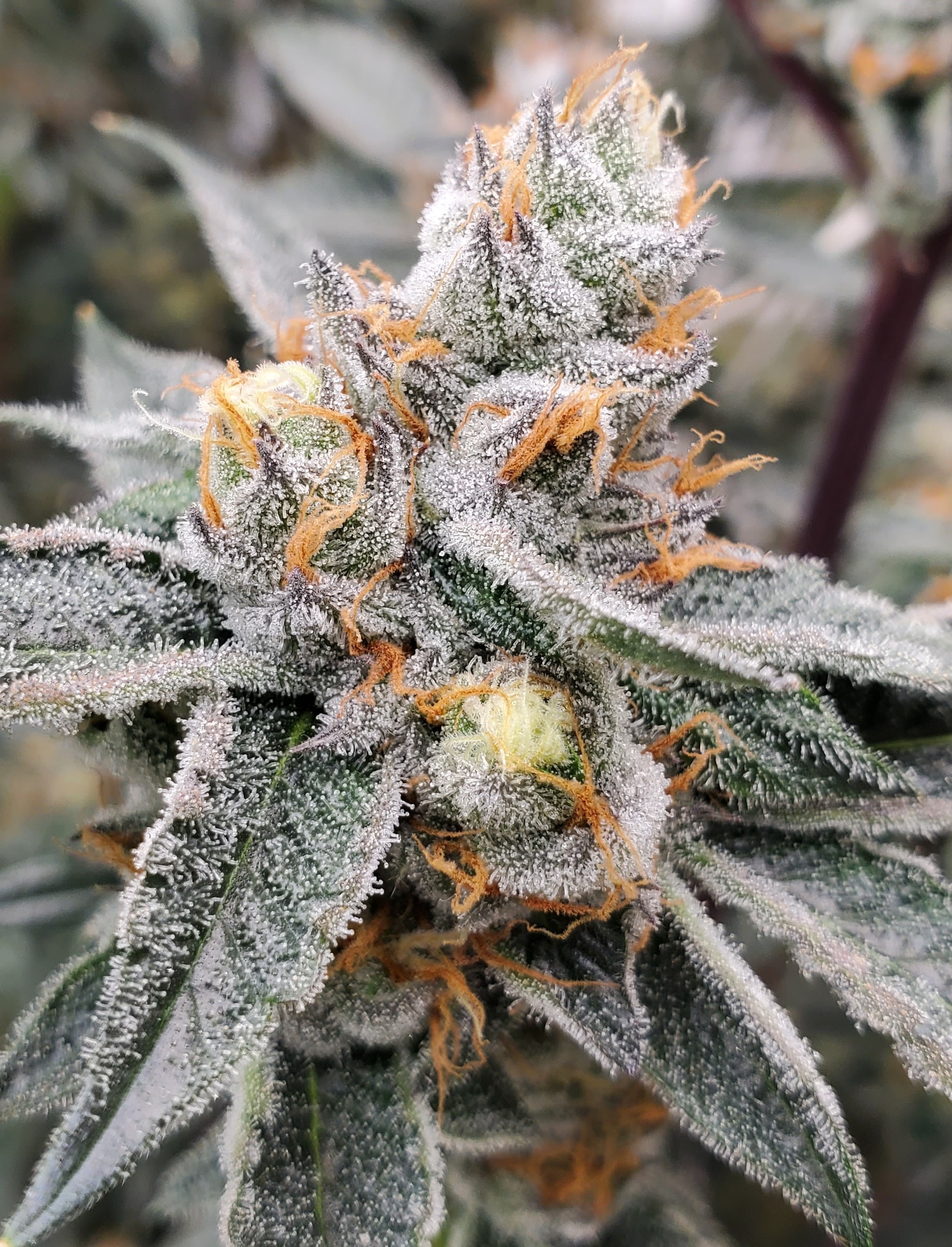 Cannabis plant gallery 1