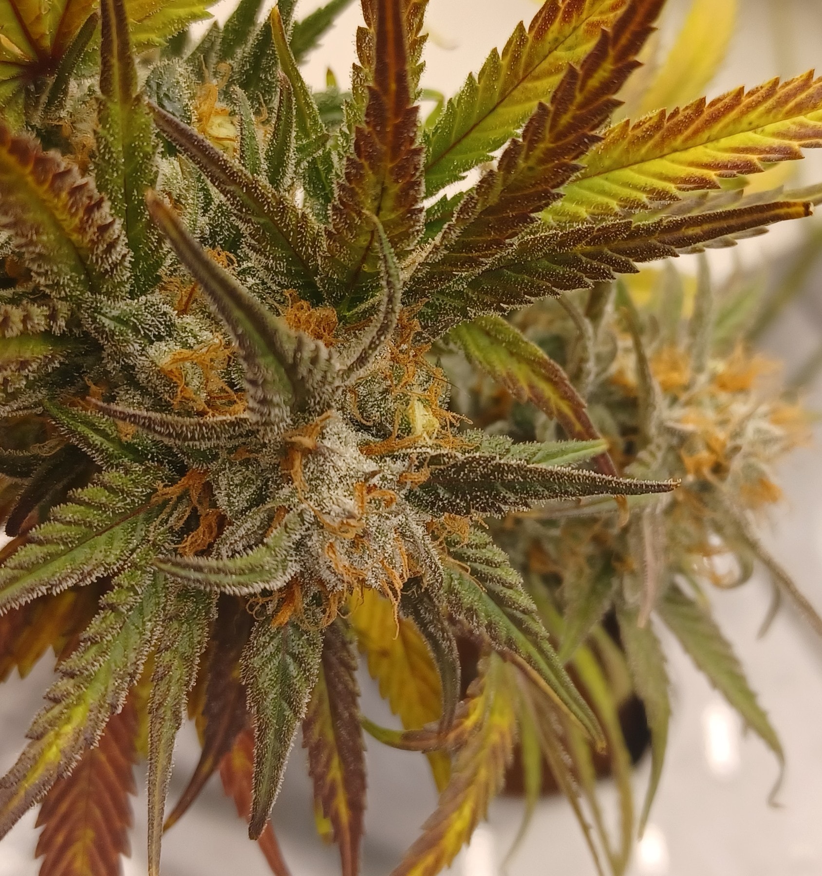 Cannabis plant gallery 2