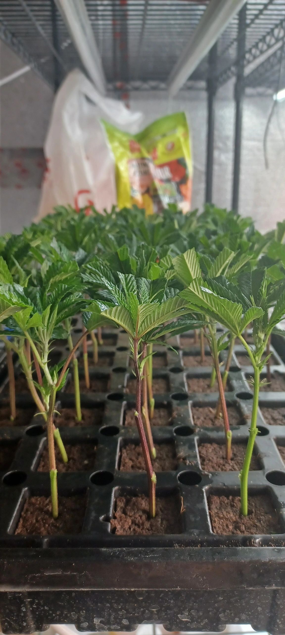 Cannabis plant gallery 3
