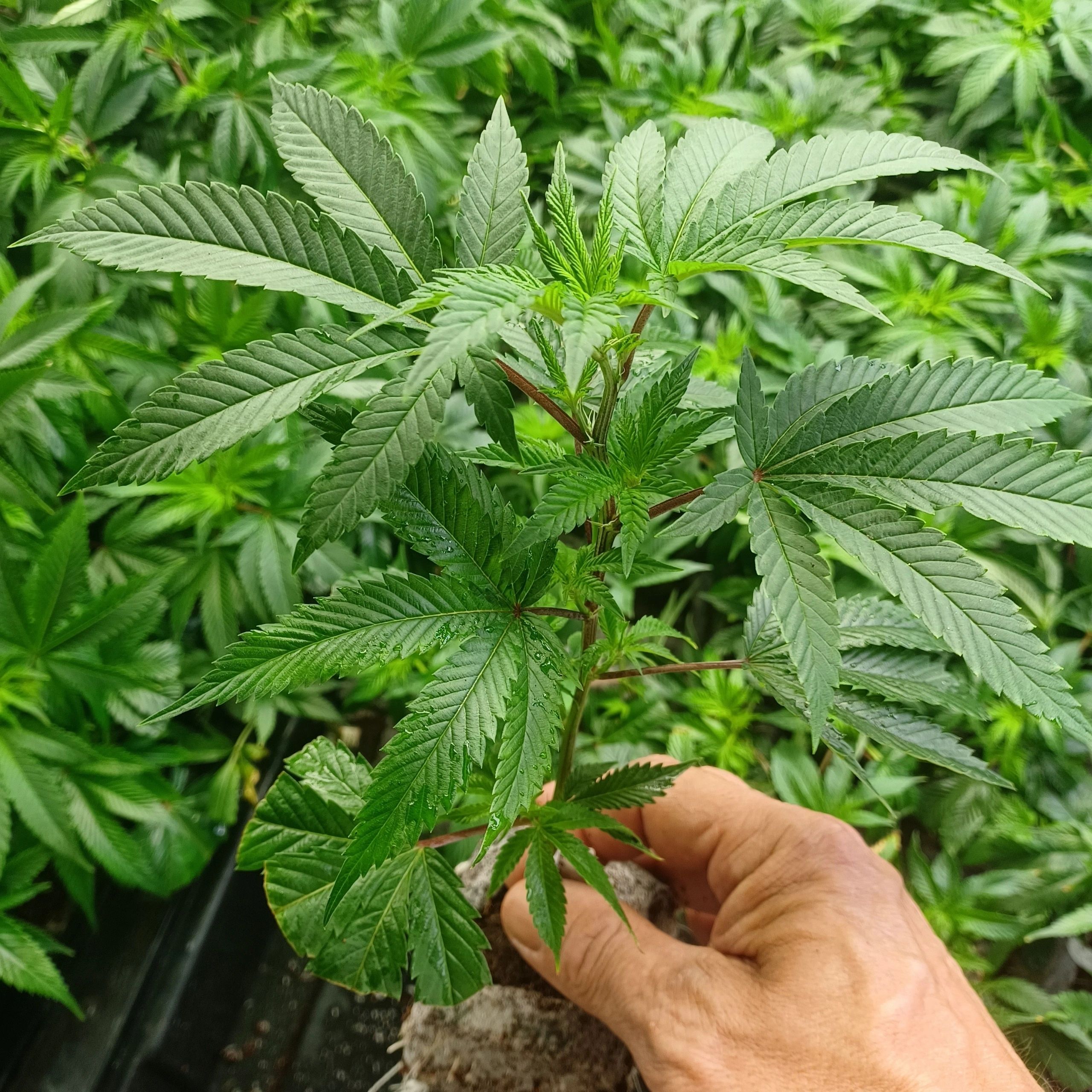 Colorado Clone Spot cannabis plants slide 2