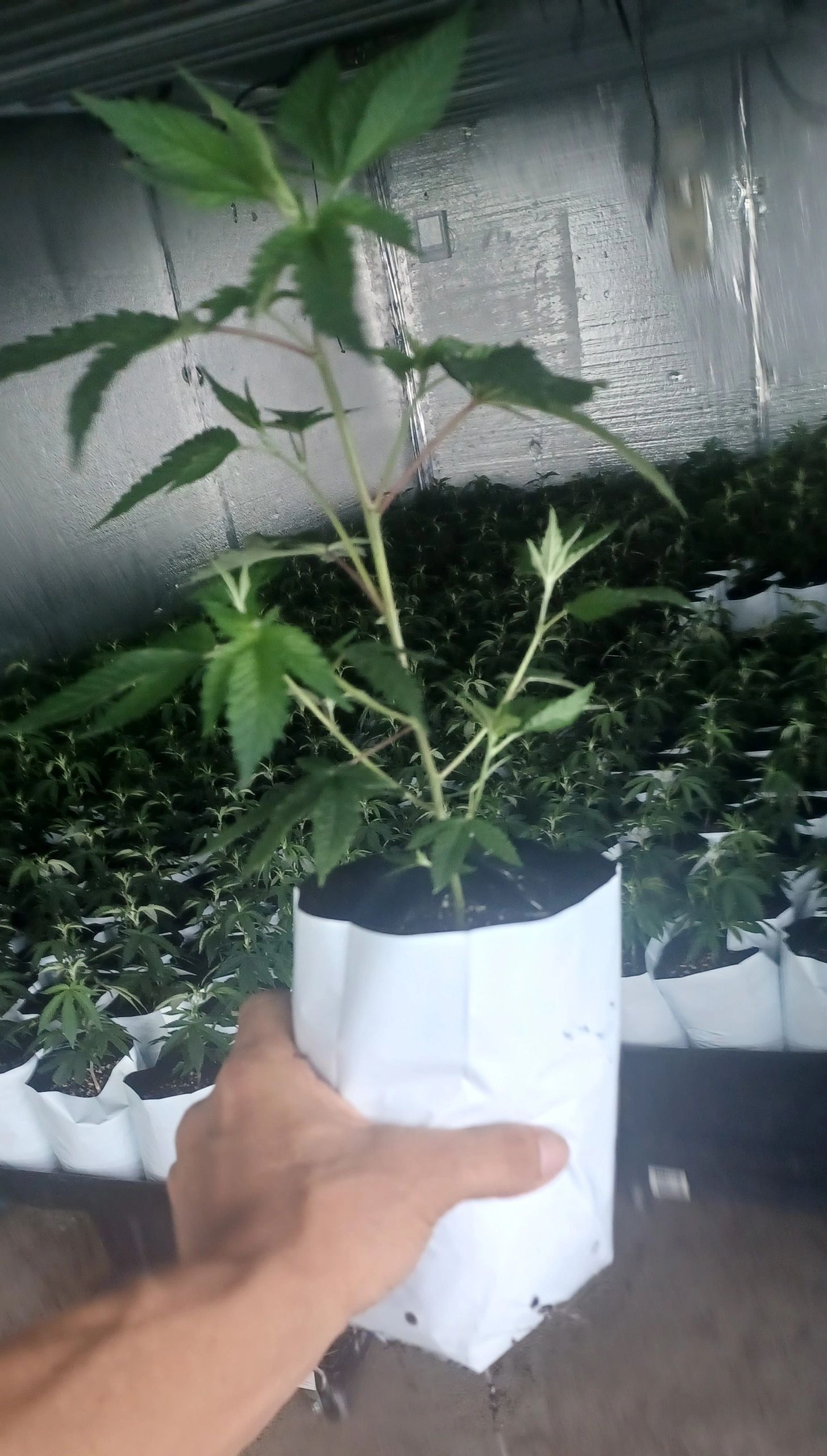 Colorado Clone Spot cannabis plants slide 3