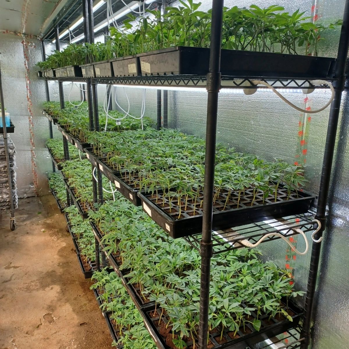 Colorado Clone Spot cannabis plants slide 5