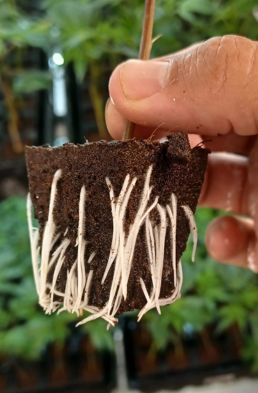 Hand holding cannabis clone plant