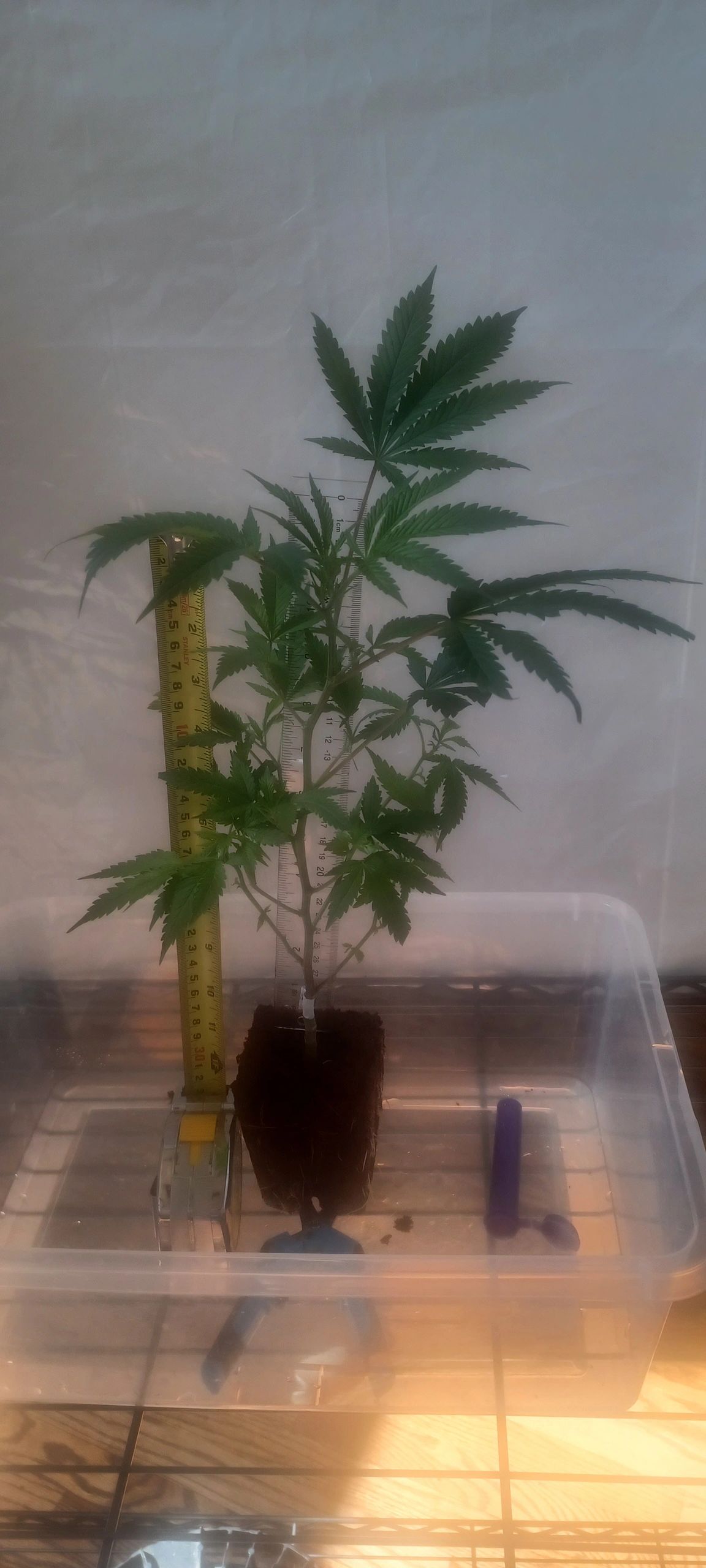 Cannabis teen plant in pot with ruler